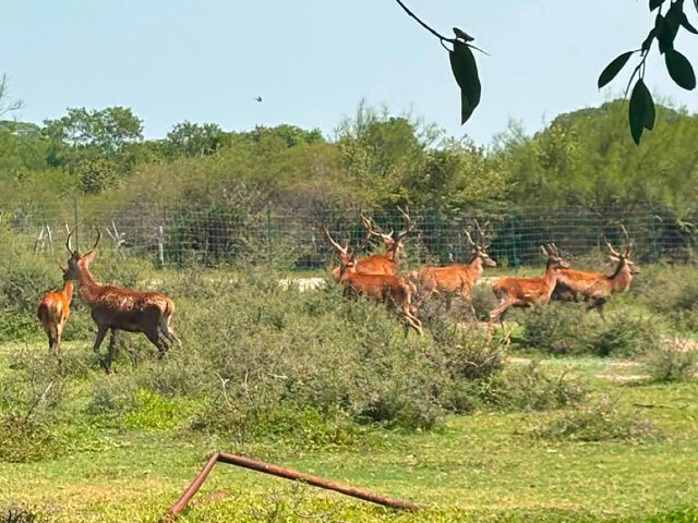 Cartel Zoo Credit: SSPC Mexico